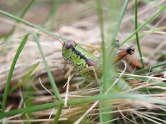 Pseudopodisma nagyi