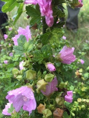 Malva alcea