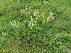 Galega officinalis
