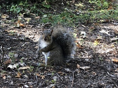 Sciurus carolinensis