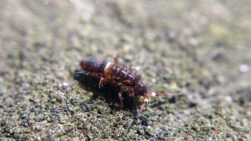 Orchesella cincta