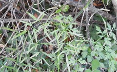 Peucedanum officinale