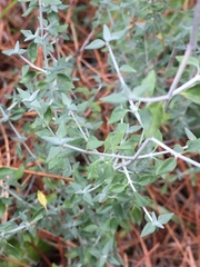 Teucrium marum