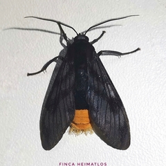 Pachydota