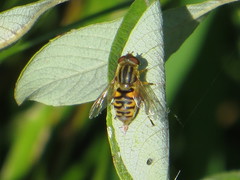 Parhelophilus frutetorum
