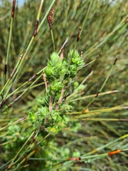 Cliffortia polygonifolia polygonifolia