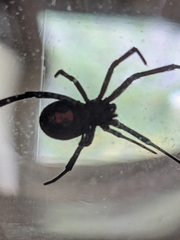 Latrodectus hesperus