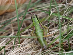 Pseudopodisma nagyi