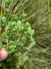 Cliffortia polygonifolia polygonifolia