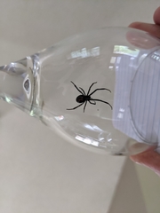 Latrodectus hesperus