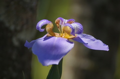 Trimezia coerulea