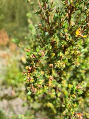 Cliffortia polygonifolia polygonifolia