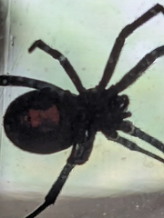Latrodectus hesperus