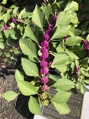 Callicarpa americana