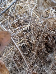 Microtus californicus