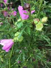 Malva alcea