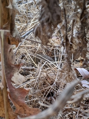 Microtus californicus