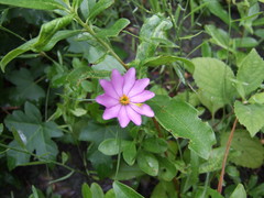 Sabatia gentianoides