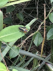 Mecistomela marginata