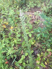 Liatris hesperelegans