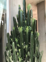 Euphorbia trigona