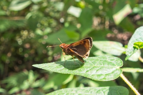 Moeris stroma