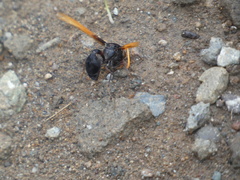 Delta pyriforme philippinense