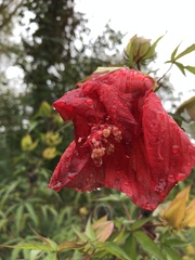 Hibiscus coccineus