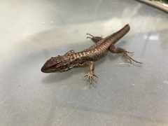 Stenocercus guentheri