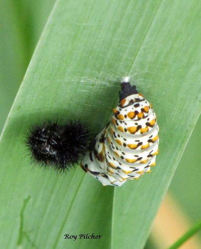 Baltimore Checkerspot