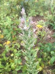 Liatris hesperelegans