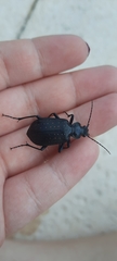 Calosoma sayi