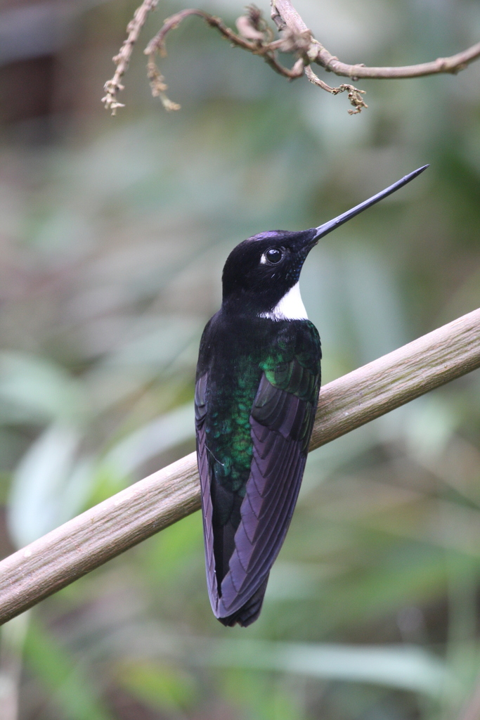 Collared Inca (Birds of Chicaque) · iNaturalist