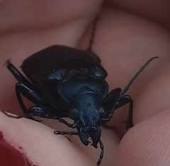 Calosoma sayi