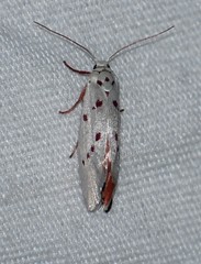 Enaemia basistriga