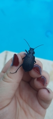Calosoma sayi