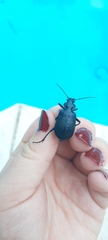 Calosoma sayi