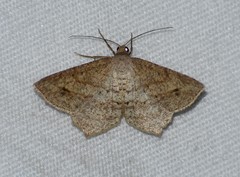 Psamatodes atrimacularia