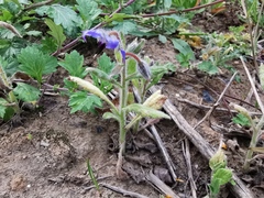 Borago officinalis