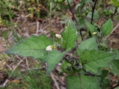 Solanum nigrum