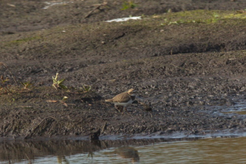 Little Ringed Plover (Thinornis dubius), photo 8