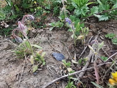 Borago officinalis