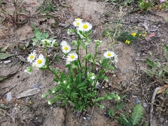 Erigeron annuus