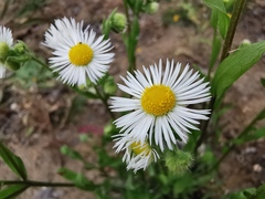 Erigeron annuus