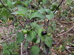 Solanum nigrum