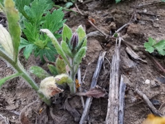 Borago officinalis