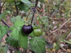 Solanum nigrum