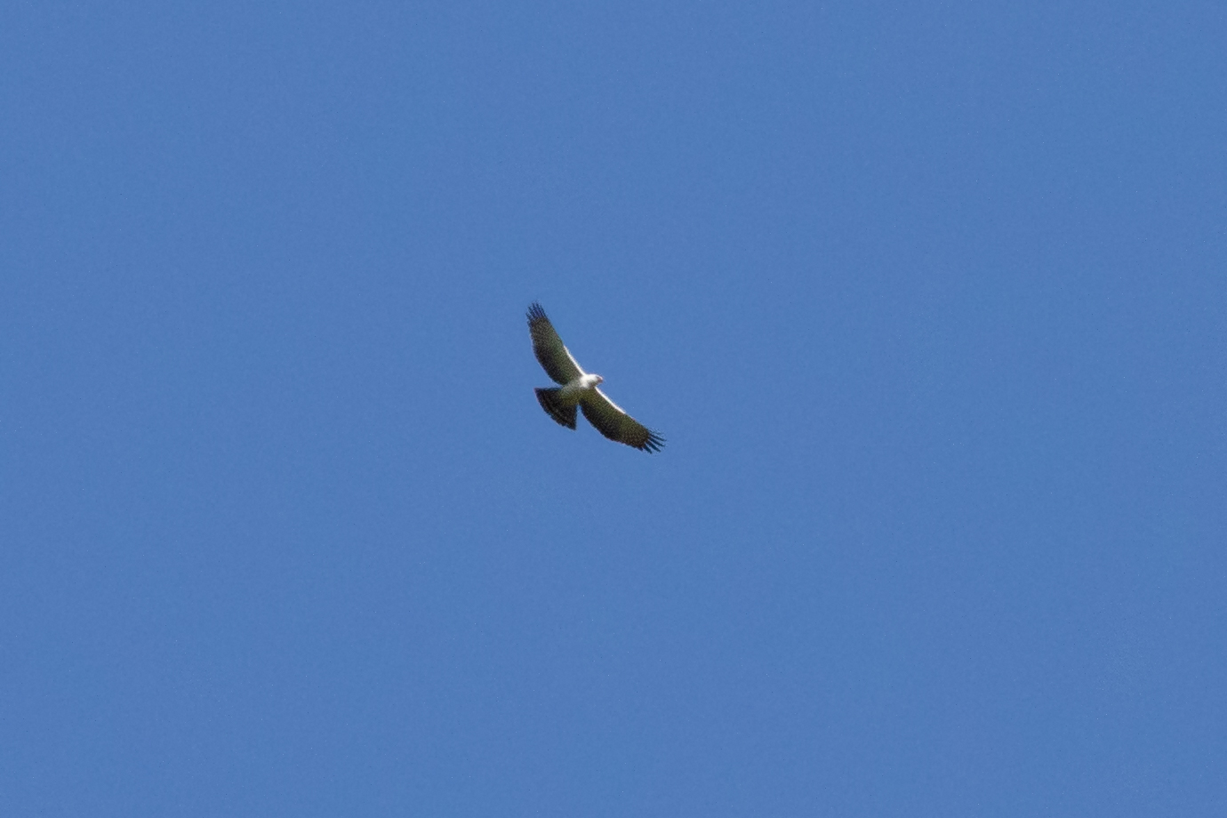 águila blanquinegra, aigle noir et blanc, black-and-white hawk-eagle