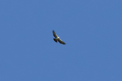 Spizaetus melanoleucus