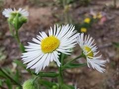 Erigeron annuus